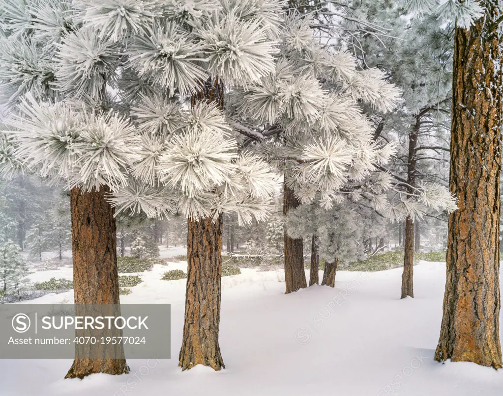 Ponderosa pine (Pinus ponderosa) forest, trees covered in hoar frost after winter storm. Bryce Canyon National Park, Utah, USA. February 1999.