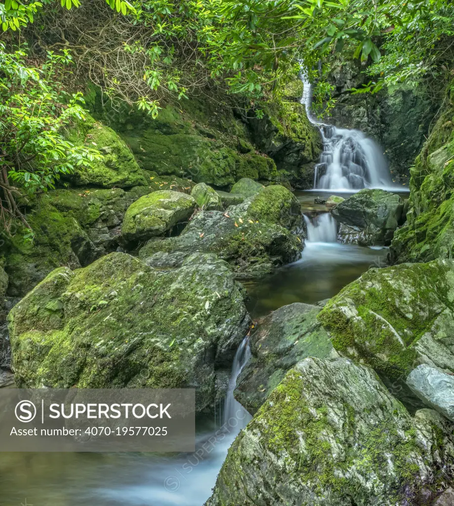 Waterfalls on Sprinkwee / Cascade River flowing amongst rocks in woodland. Tollymore Forest Park, County Down, Northern Ireland, UK. August 2020.