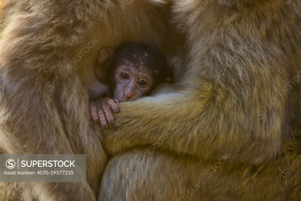 Barbary macaque (Macaca sylvanus) baby sheltering between arms of mother and another adult. Gibraltar Nature Reserve, Gibraltar. August.