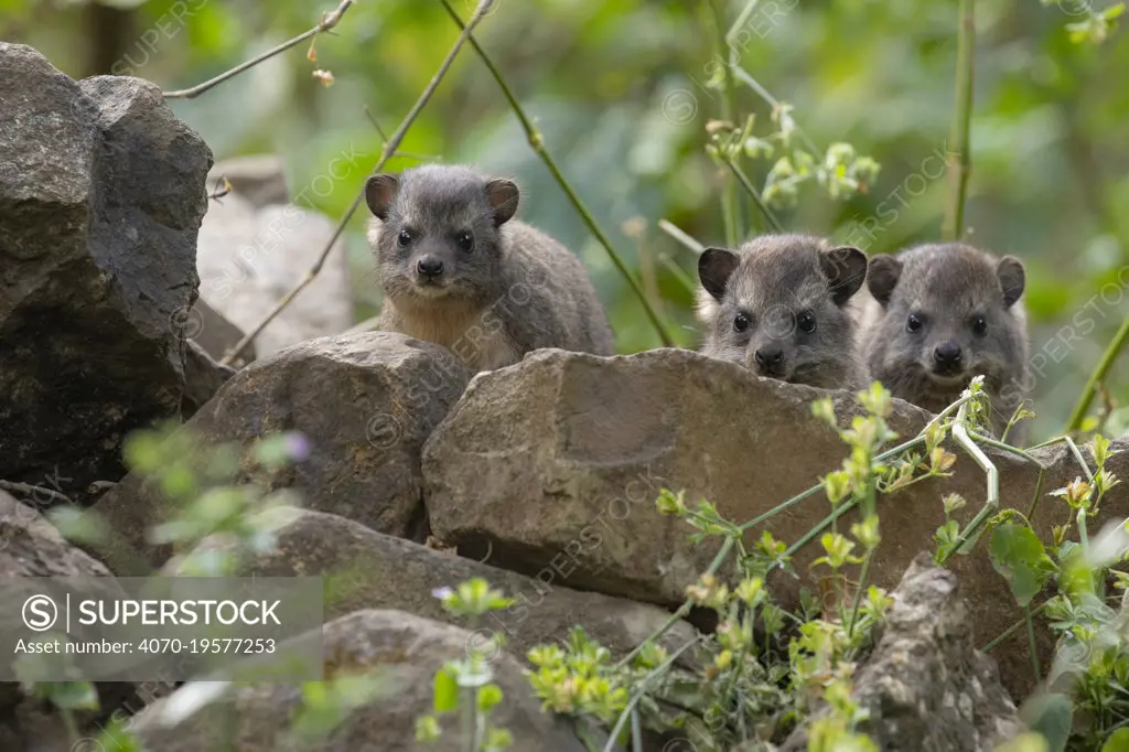 Bush hyrax (Heterohyrax brucei), three peering over rocks. In church forest of Wonchet Michail Church, Ethiopia.