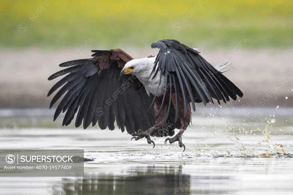 African fish eagle (Haliaeetus vocifer) swoops to catch a freshly caught fish, dropped by a Saddle-billed stork (Ephippiorhynchus senegalensis) after being pressurised to do so by the eagle. Liuwa Plain National Park, Zambia.