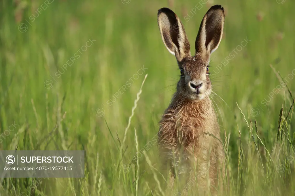 European hare (Lepus europaeus) in grassland, portrait. Yonne, France. June.