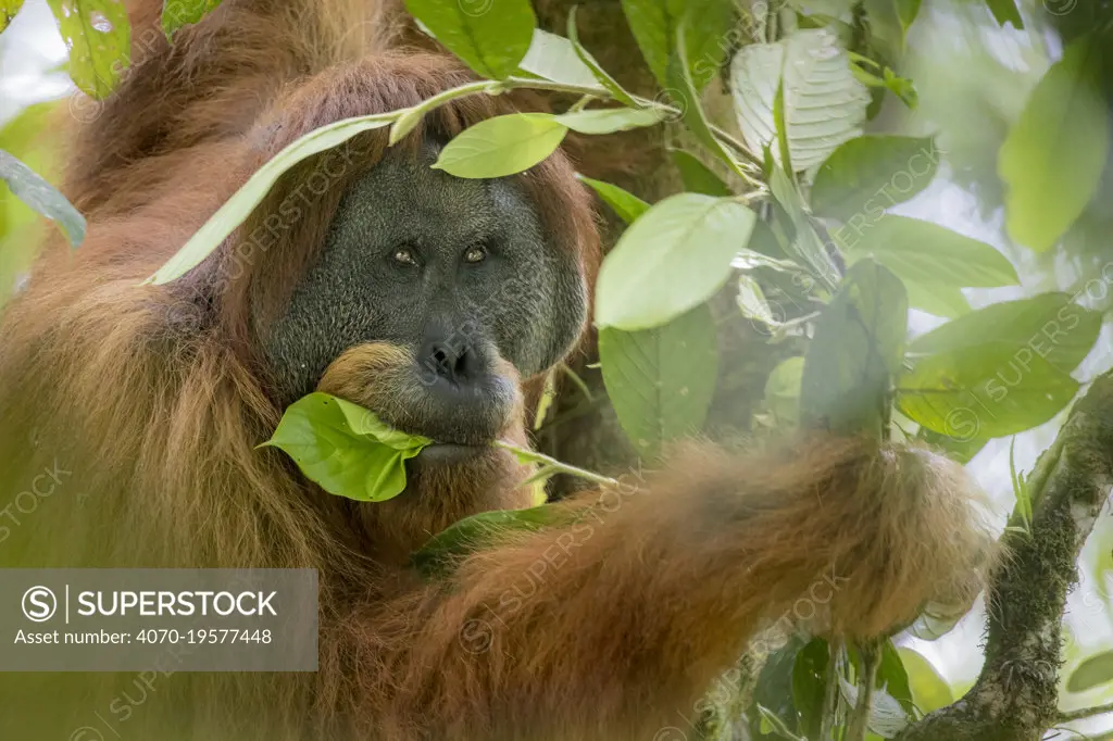 Flanged dominant male Tapanuli orangutan (Pongo tapanuliensis) Batang toru forest, North Sumatra