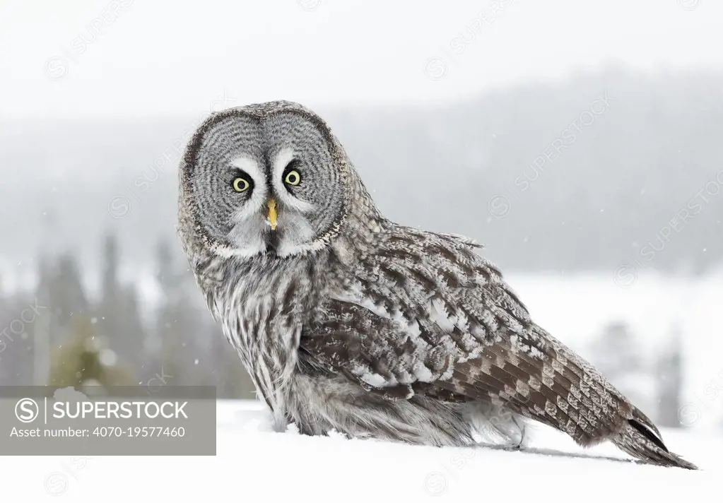 Great grey owl (Strix nebulosa) in snow, portrait. Kuhmo, Finland. February.