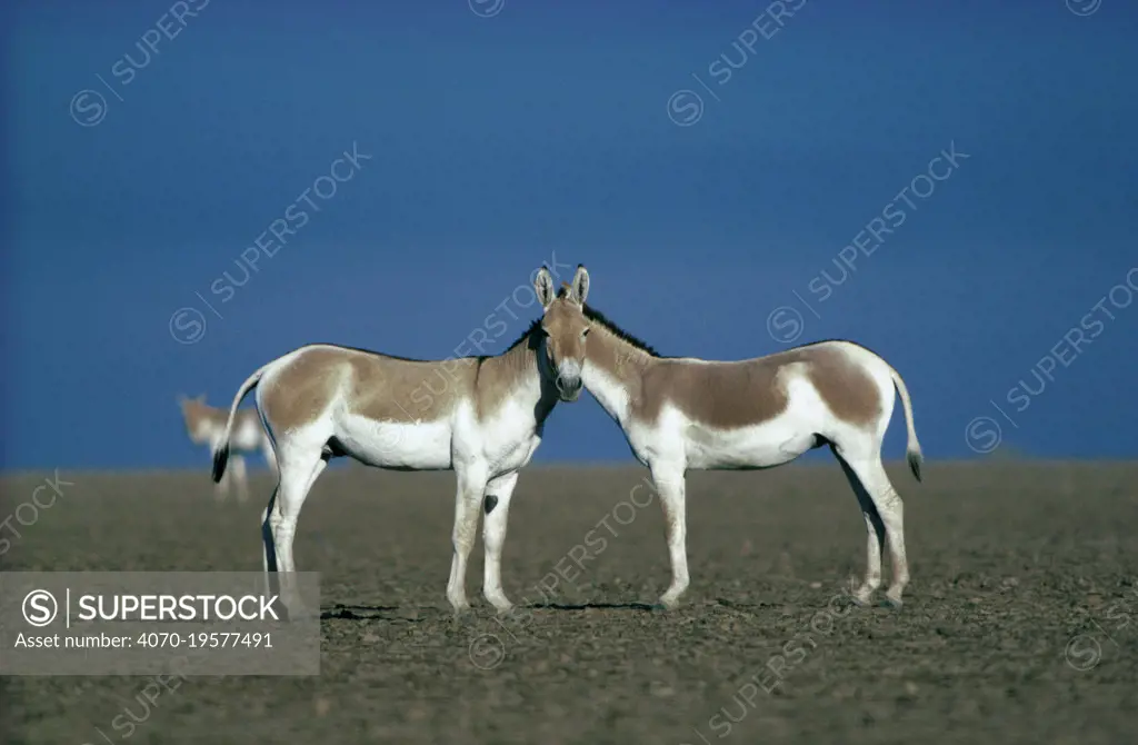 Two male Indian Wild Asses (Equus hemionus khur), looking like they share a single head, Little Rann of Kutch, Gujarat, SW India.