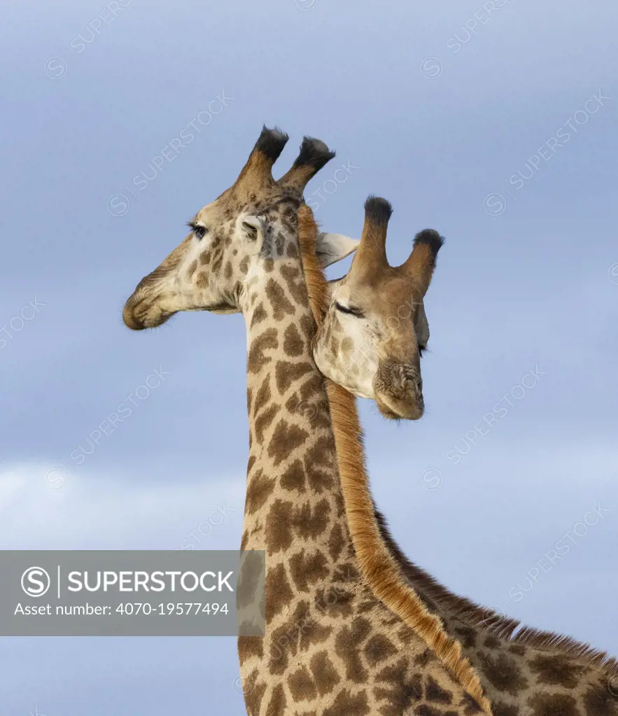 South African / Cape giraffe (Giraffa camelopardalis giraffa), two males necking / mock fighting, looking like a double headed animal, Zimanga Private Game Reserve, Zululand, South Africa.