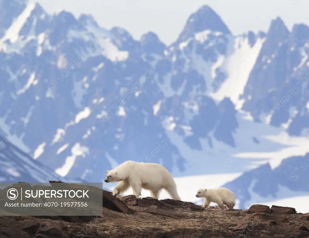 Polar Bear  (Ursus maritimus) female with cub, Svalbard, Norway, July.