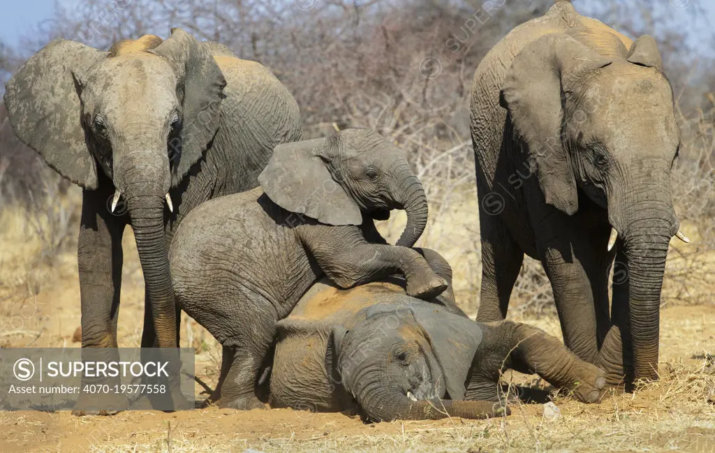 Elephant (Loxodonta africana) babies playing, Etosha National Park,Namibia.