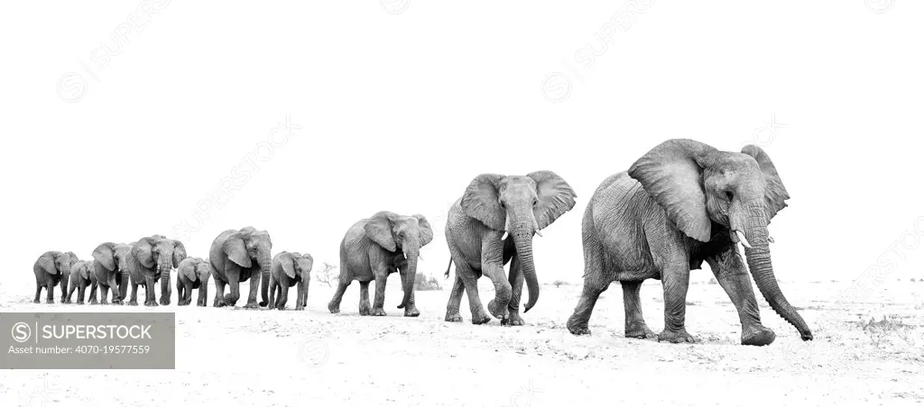 Elephant (Loxodonta africana) herd walking in a line, Etosha National Park, Namibia.