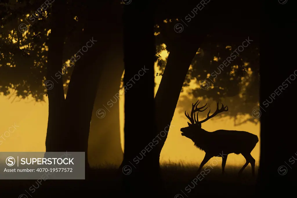 Red deer (Cervus elaphus) stag roaring, silhouetted  under trees at sunrise. Bushy Park, London, UK. September