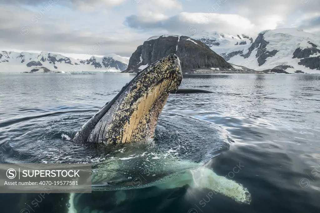 Humpback whale (Megaptera novaeangliae) spyhoping, Antarctic Peninsula, Antarctica.