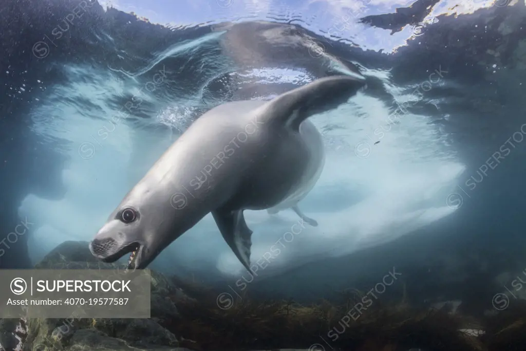 Crabeater seal (Lobodon carcinophaga) hunting under water, Antarctic Peninsula, Antarctica.