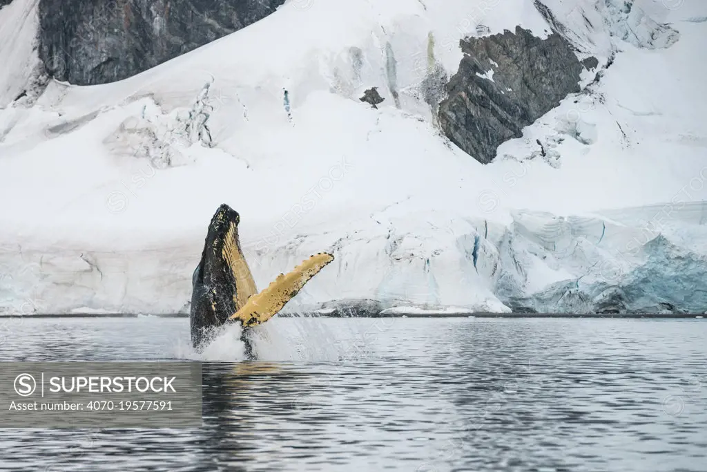 Humpback whale (Megaptera novaeangliae) breaching, Antarctic Peninsula, Antarctica.