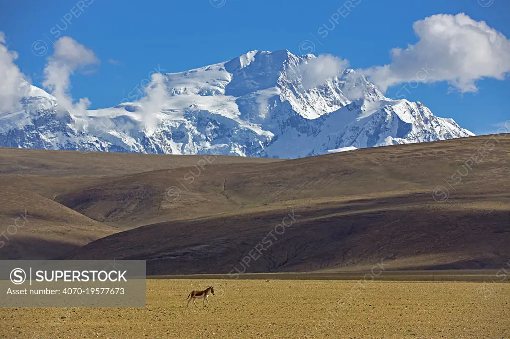 Kiang (Equus kiang) near Mount Shishapangma, Mt Qomolangma National Park,  Qinghai Tibet Plateau, China.