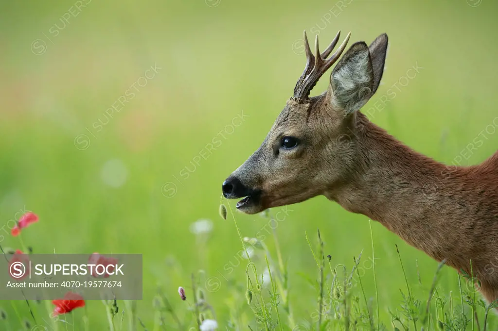 Roe deer (Capreolus capreolus) buck grazing in meadow with Poppy (Papaver rhoeas). Yonne, Bourgogne-Franche-Comte, France. June.