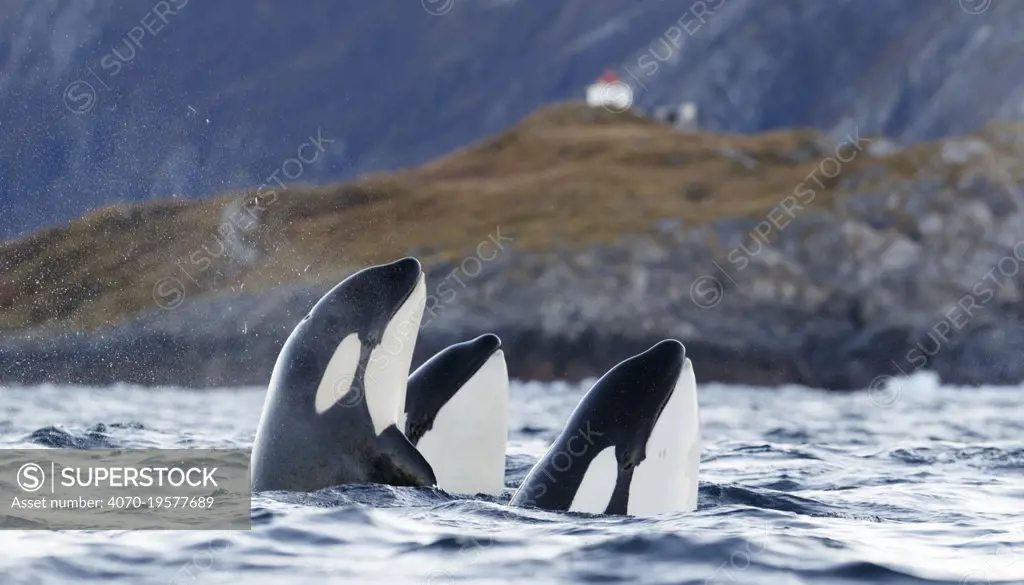 Killer whales / orcas (Orcinus orca). spyhopping. Troms, Norway. November.