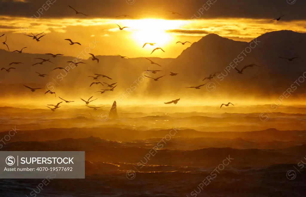 Killer whales / orcas (Orcinus orca) feeding on a bait ball of Herring, with flock of gulls flying above, in extremely cold conditions (- 15 °C) with backlit ice fog, Norway. November.