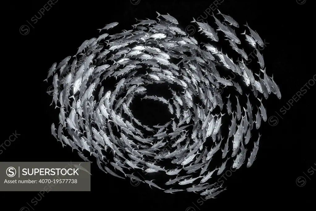 Black and white photo of school of Bigeye trevally (Caranx sexfasciatus) form a circular shoal in open water, on the drop off of a coral reef. Ras Mohammed National Park, Sinai, Egypt. Red Sea. Highly commended in the Black and White Category of the Wildlife Photographer of the Year Awards 2019.