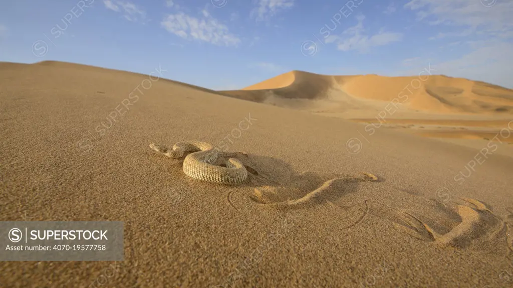 Peringuey's desert adder, (Bitis peringueyi), sidewinding on dune, Namib desert, Namibia, February . Non-ex.