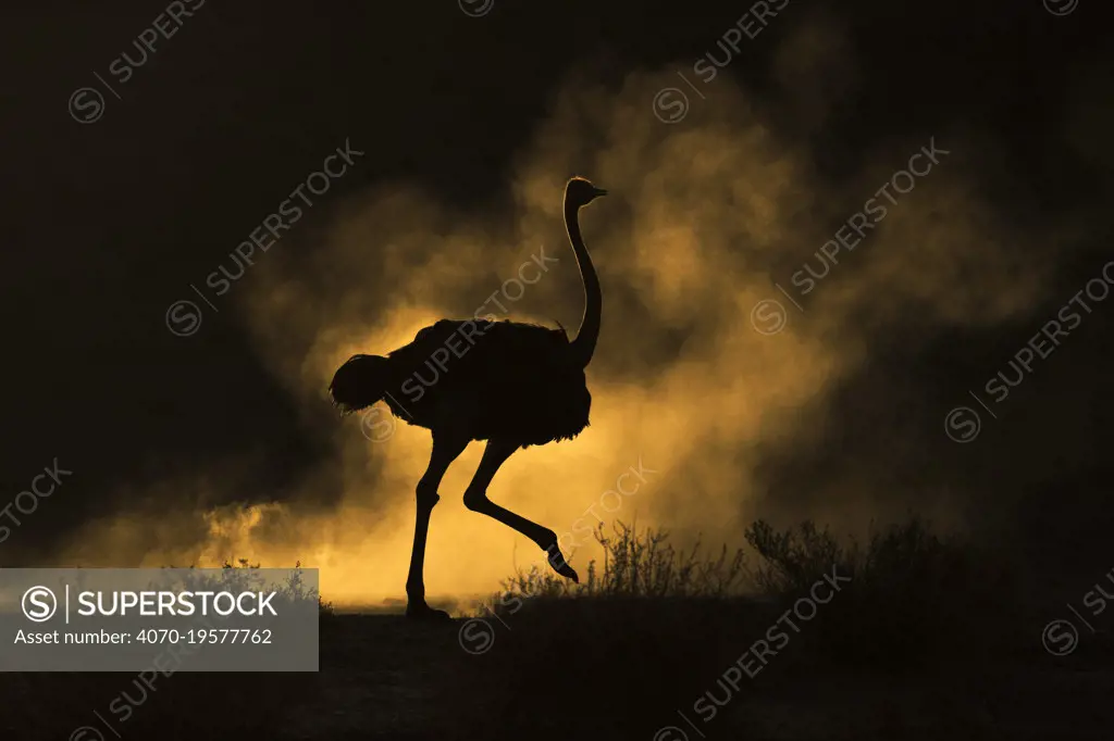 Ostrich (Struthio camelus) silhouetted in dust storm. Kalahari Gemsbok National Park, Kgalagadi Transfrontier National Park, Northern Cape, South Africa.