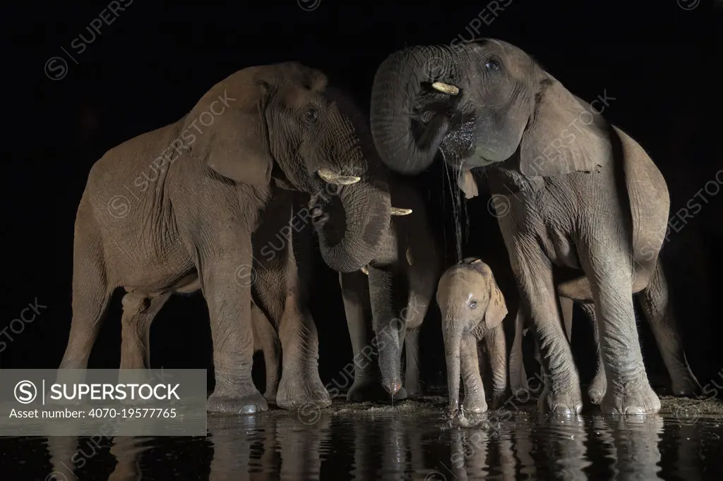 African elephants (Loxodonta africana) drinking from waterhole at night, Zimanga Game Reserve, KwaZulu-Natal, South Africa.