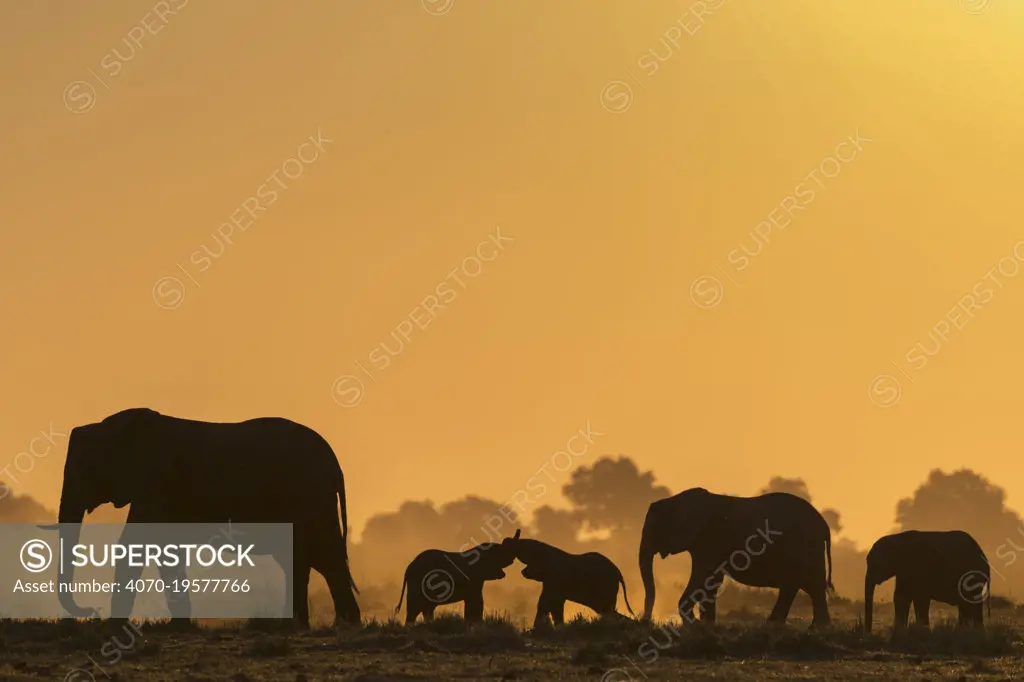 African elephants (Loxodonta africana) herd silhouetted at sunset. Chobe National Park, Botswana.