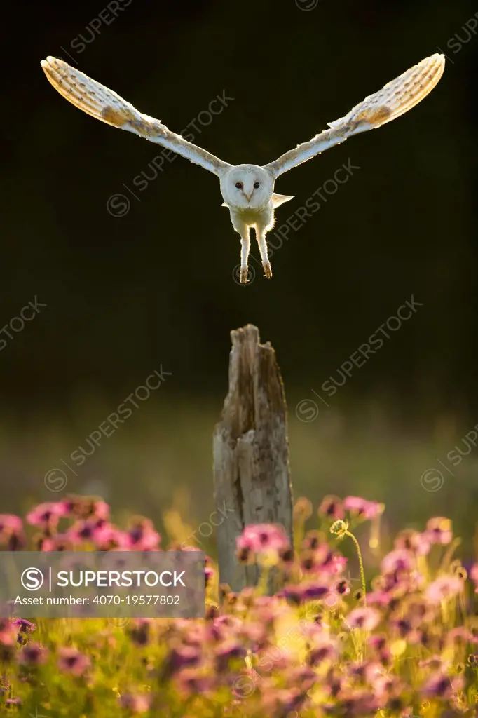 Barn owl (Tyto alba) in flight about to land on post in morning light, Hampshire, England, UK. July. Controlled conditions.