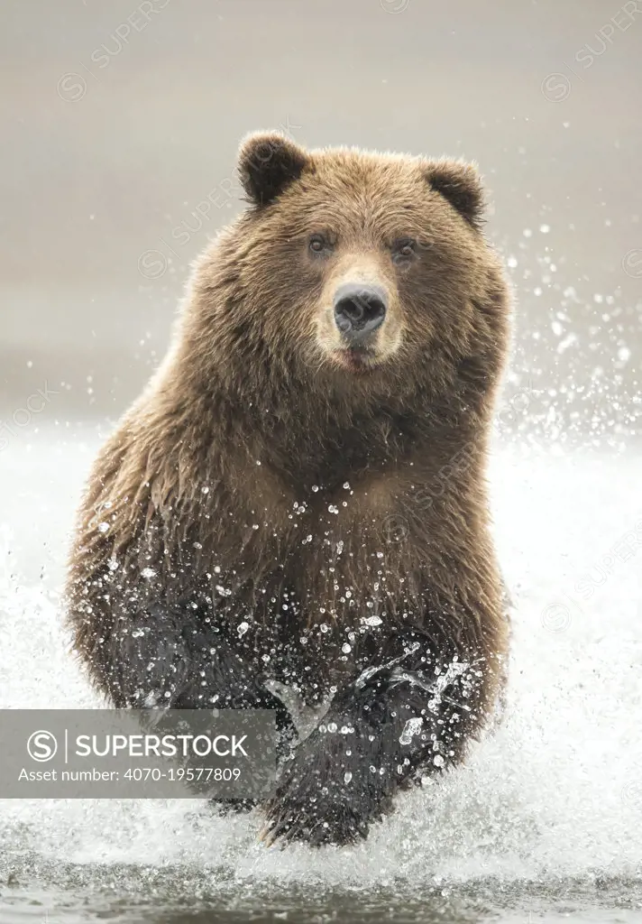 Grizzly bear (Ursus arctos) running through water, portrait. Lake Clark National Park, Alaska, USA. September.