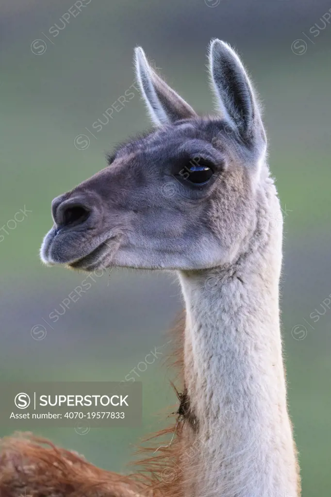 Guanaco (Lama guanicoe) female, portrait whilst alert, Torres del Paine National Park, Patagonia, Chile. November.