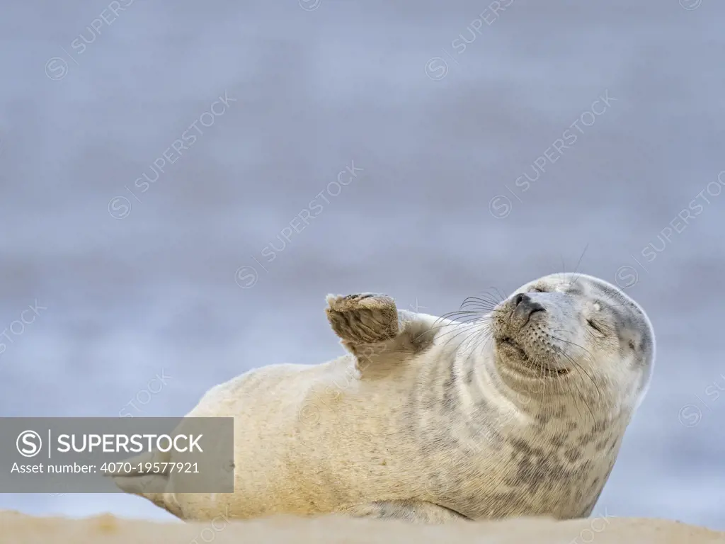 Grey seal  (Halichoerus grypus) pup, North Norfolk, England, UK, March.