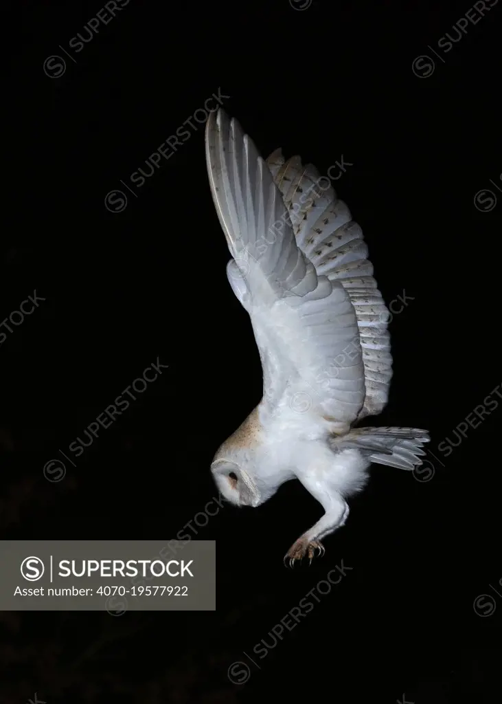 Barn owl (Tyto alba) in flight at night, about to land, North Norfolk, England, UK, March.