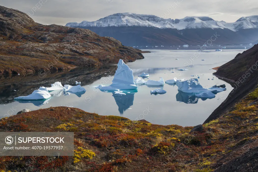 Icebergs and autumn tundra near Rode O (Red Island) in Rode Fjord (Red Fjord), Scoresby Sund, Greenland, August.