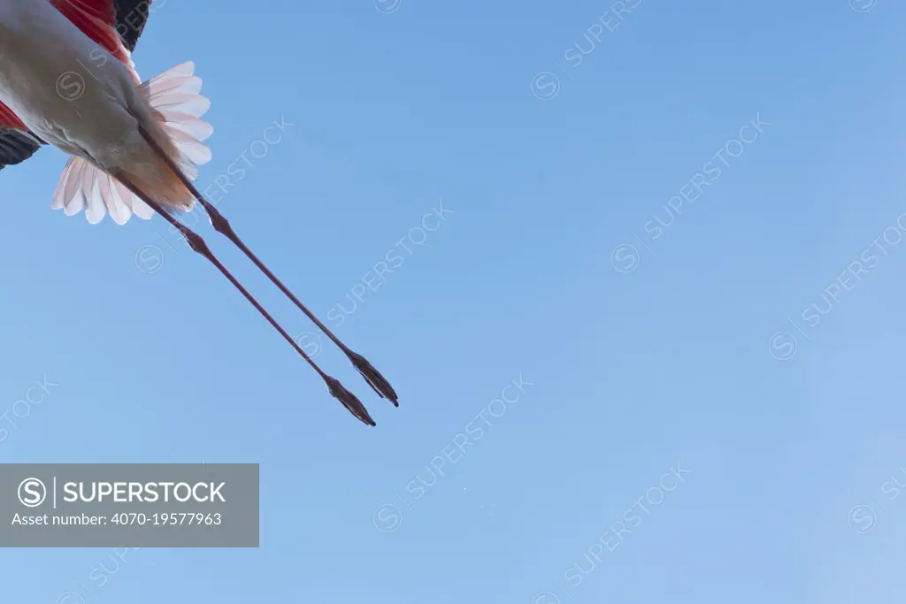 Greater flamingo (Phoenicopterus roseus) legs of bird in flight, Pont Du Gau Park, Camargue, France.