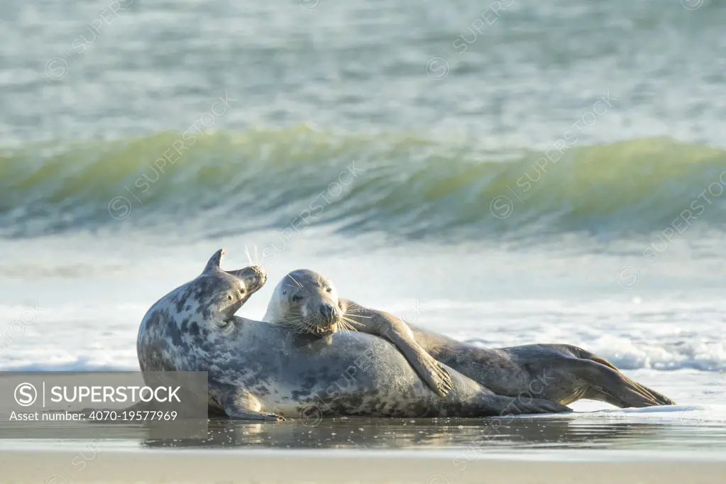 Grey seal (Halichoerus grypus) male and female, mating behaviour,  Heligoland, Germany.