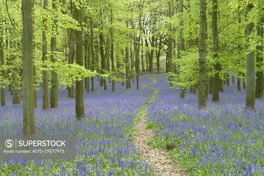 Path leading through  through woodland with  Bluebells (Hyacinthoides non-scripta) flowering in spring, Buckinghamshire, England, UK, May.