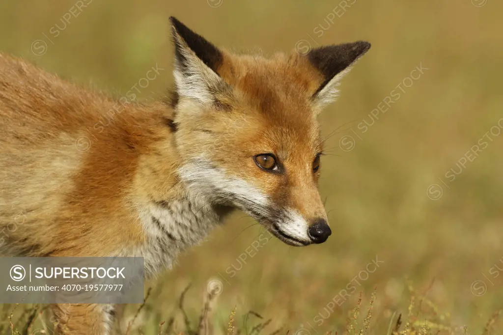 Red Fox cub (Vulpes vulpes) Surrey, England, UK. June.