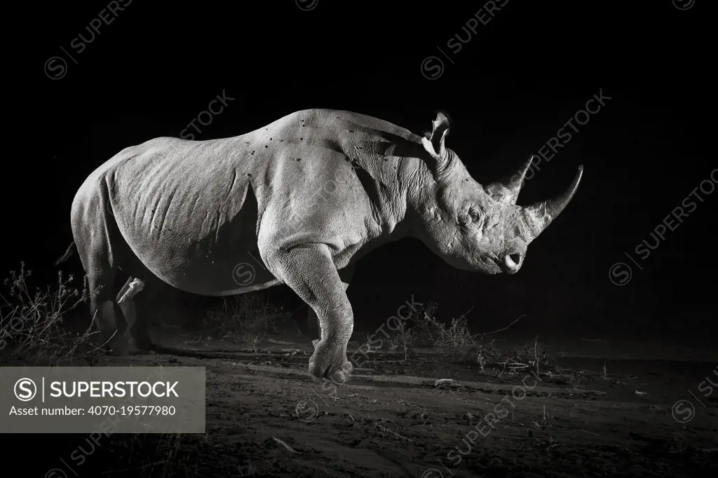 Black rhinoceros (Diceros bicornis) at night, Tsavo West National Park, Kenya. Camera trap image.