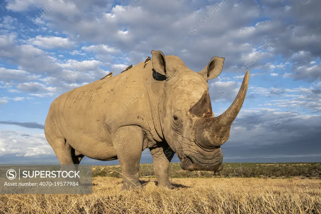 White rhino (Ceratotherium simum), portrait. Solio Game Reserve, Solio Ranch, Kenya. Taken with remote camera buggy / BeetleCam.