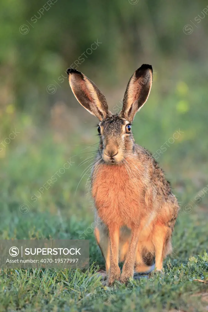 European hare (Lepus europaeus), Danube Delta, Romania. July.