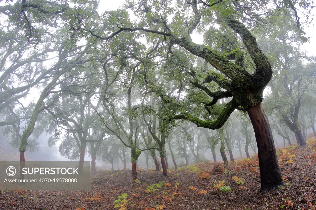 Cork trees (Quercus suber) stripped of bark, in forest. Los Alcornocales Natural Park, Cortes de la Frontera, southern Spain, November.