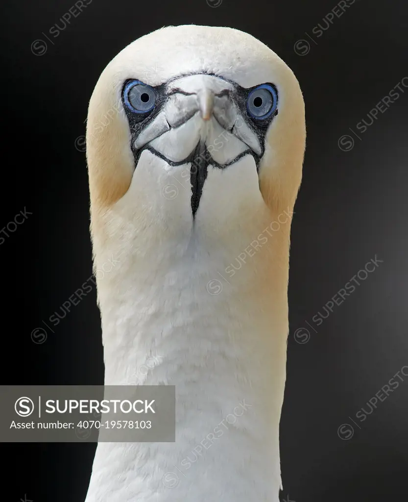 Gannet (Morus bassanus) Shetland, England, UK. July.