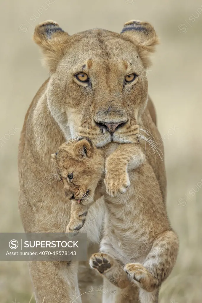 African lion (Panthera leo) female carrying young cub, Masai Mara, Kenya, Africa. Highly commended in the African Wildlife Category of the Nature's Best Photography Competition 2019.