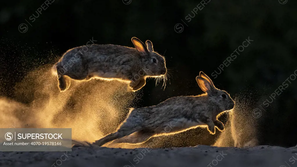 European rabbits (Oryctolagus cuniculus) fighting each other, Kiskunsag National Park, Hungary. June. Winner, 2019 Cadiz Photo Nature Competition.