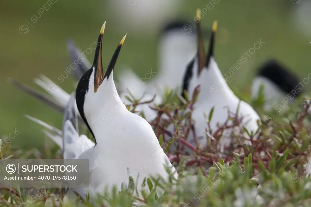 Sandwich Tern (Thalasseus / Sterna sandvicensis) nesting, defending against possible attack, Ria Lagartos Biosphere Reserve, Yucatan Peninsula, Mexico, May