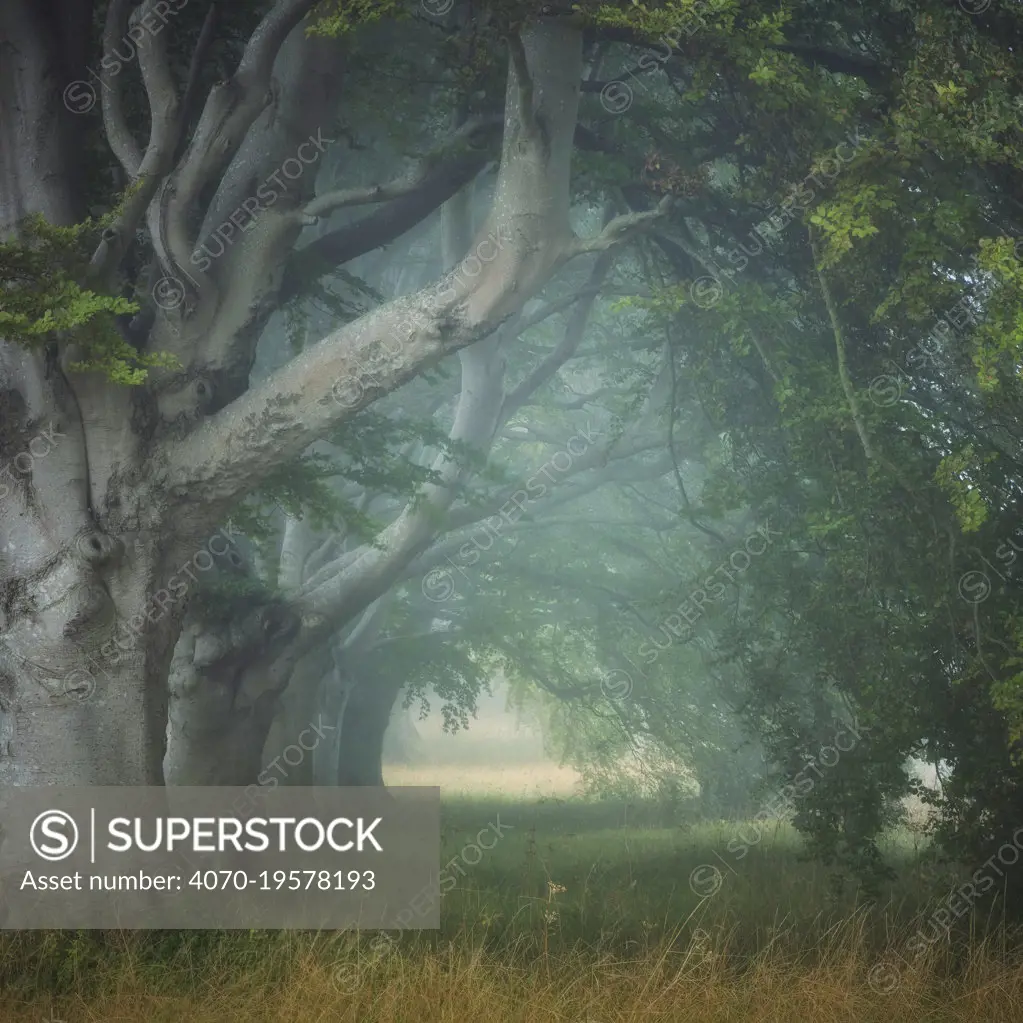 Beech tree (Fagus sylvatica) avenue at Kingston Lacey, Wimborne, Dorset, England, UK, August.