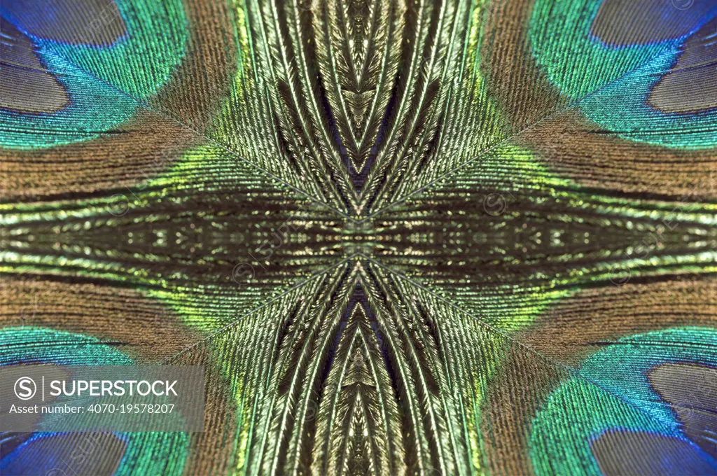 Kaleidoscopic montage of a peacock feather.