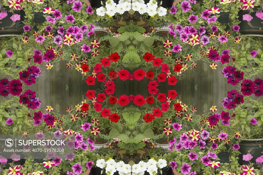 Kaleidoscopic montage of petunia flowers.