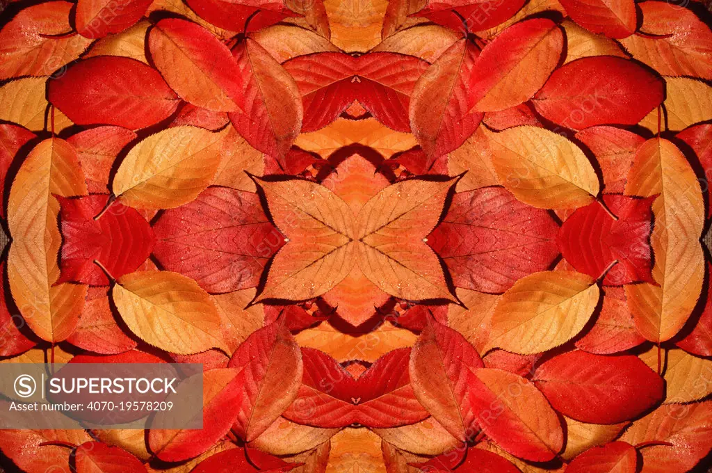 Kaleidoscopic image of autumn leaves.  UK.