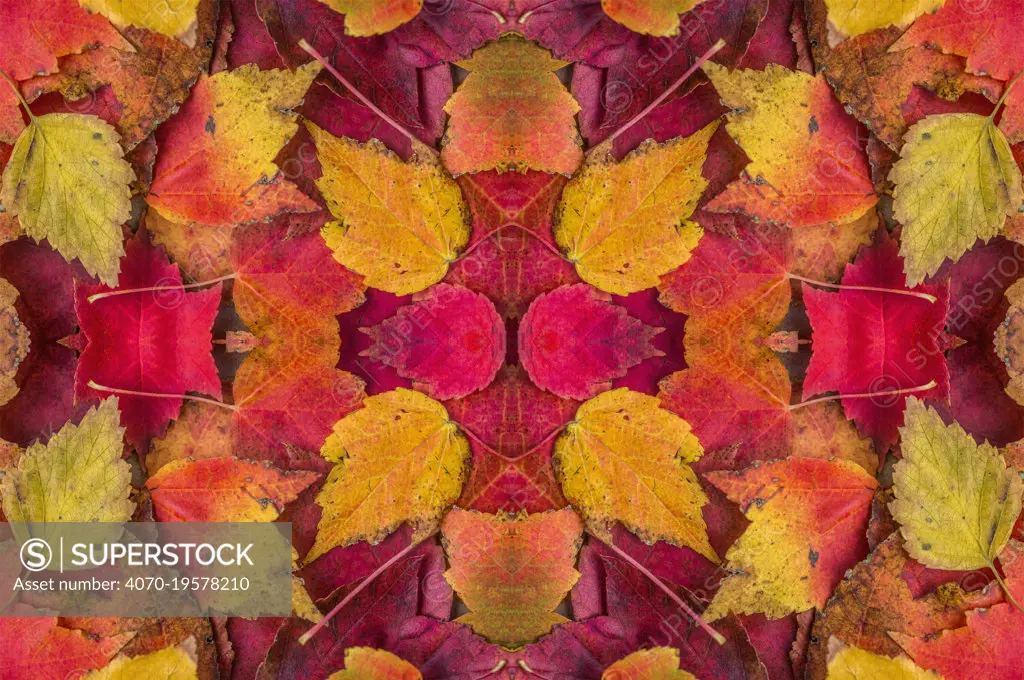 Kaleidoscopic image of autumn leaves.  UK.