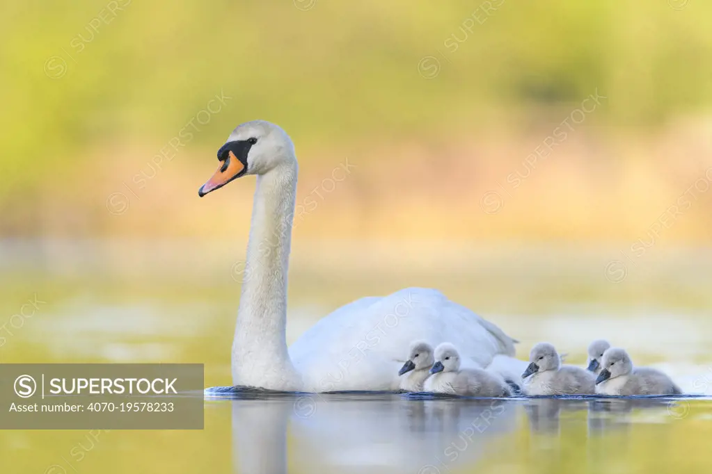 Mute swan (Cygnus olor) parent and cygnets swimming. London, UK. May